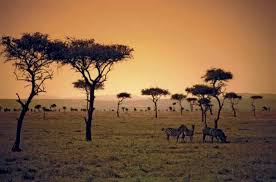 Savana